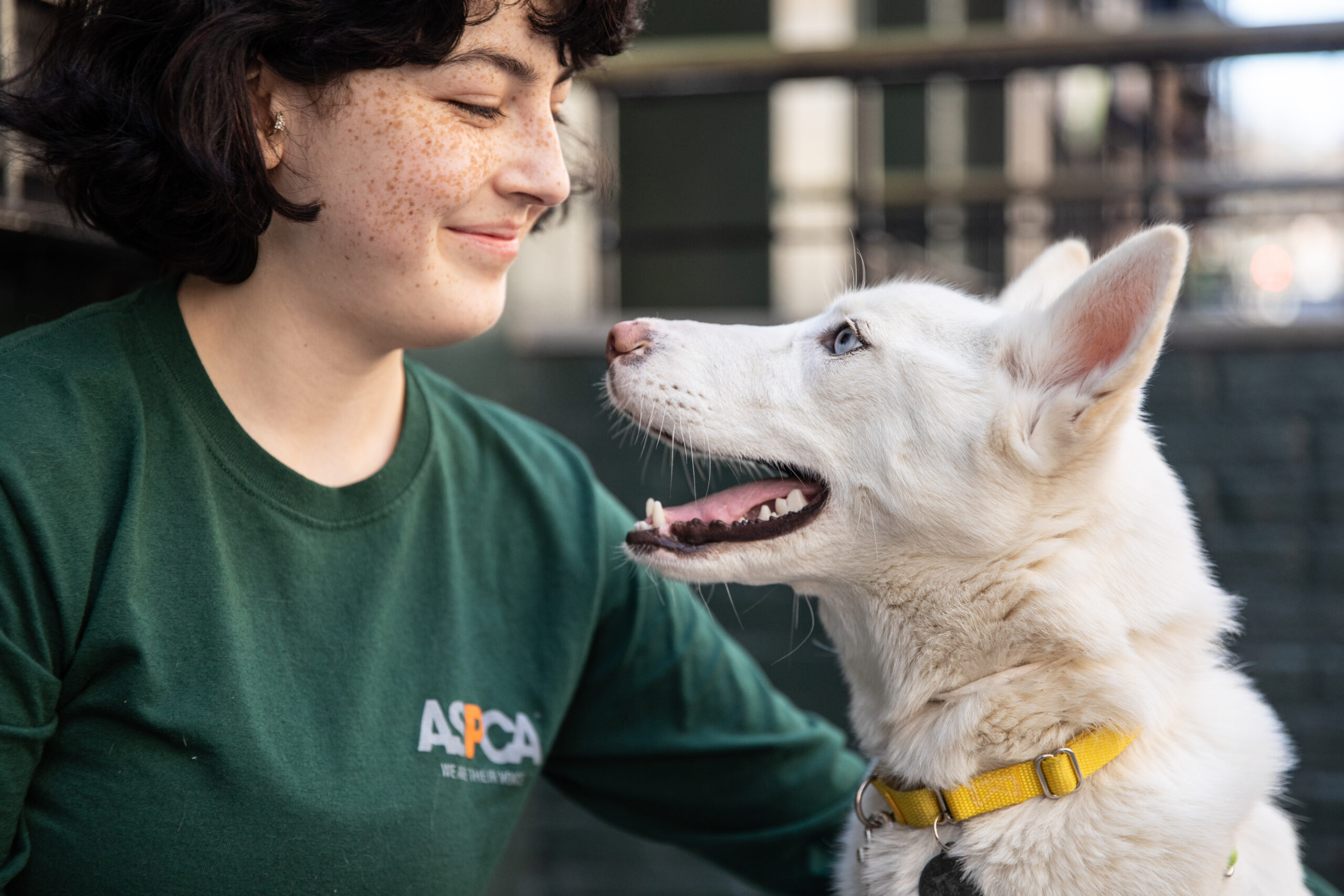 How the ASPCA and Rokt Scaled Donor Volume with an Always-On Campaign